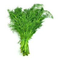 IF KOPER KL.I  (15) WŁOCHY