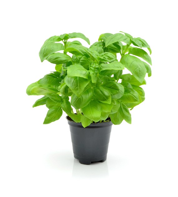 IF BAZYLIA DONICZKA PL