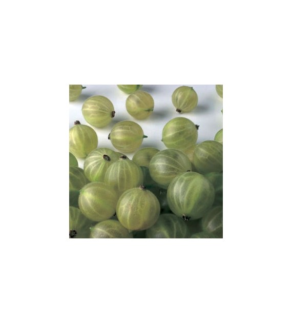 IM AGREST MROŻONY 2,5kg/4