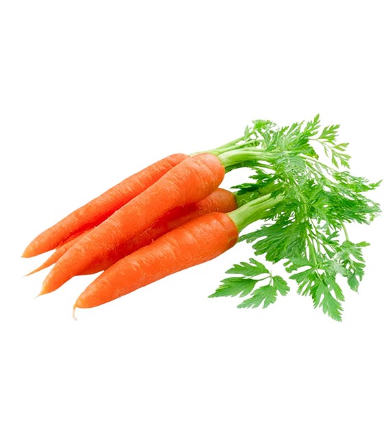 IF MARCHEW GASTRONOMICZNA (10kg) gruba